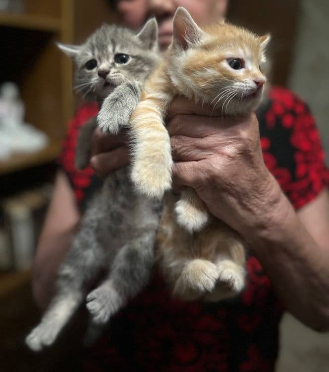 Домашние котята от сиамской кошечки .Ждут добрых хозяев. — 2