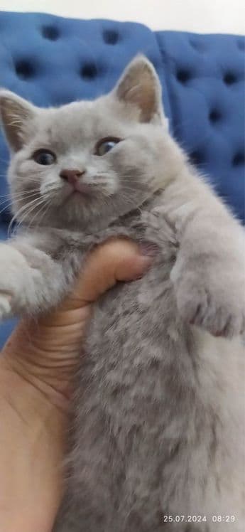 Британские котята — 2