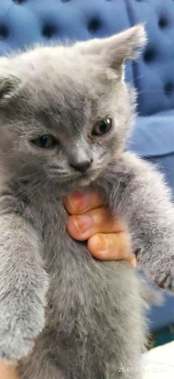 Британские котята — 3