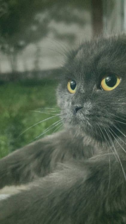 Скоттиш Фолд 1 ярим ёшда — 2