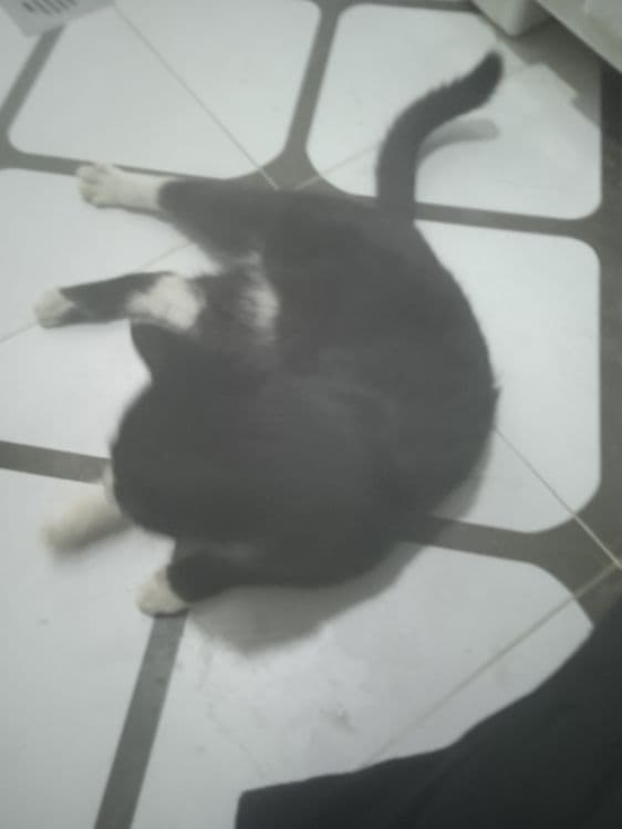 Кошка пшак mushuk дамашный — 2