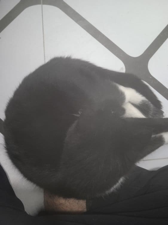 Кошка пшак mushuk дамашный — 3