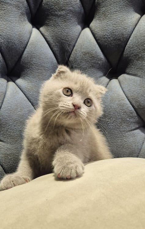 Продаются котята (Super Scottish Fold) — 2