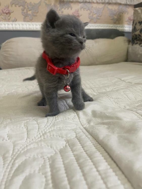 Скотиш фолд кошечка — 2