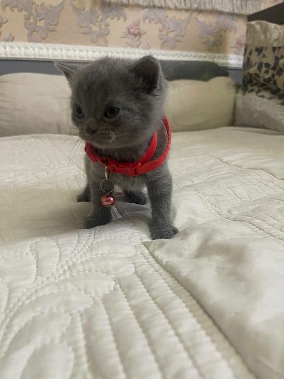 Скотиш фолд кошечка — 3