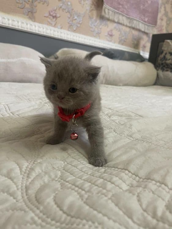 Скотиш фолд кошечка — 4