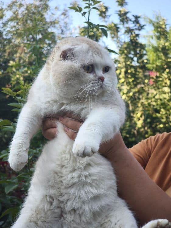 Шикарный скоттиш фолд для вязки — 2