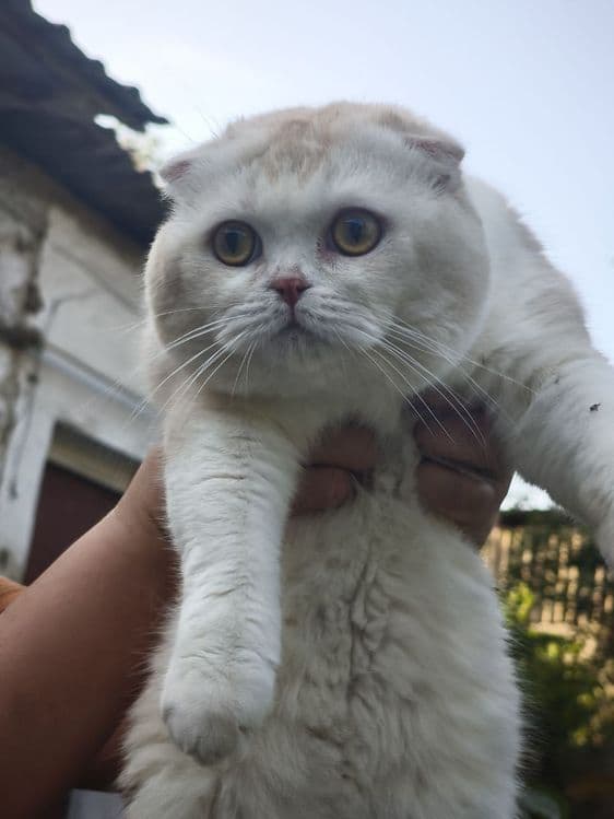 Шикарный скоттиш фолд для вязки — 3