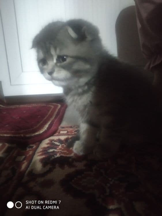 Продам породистый катят — 4