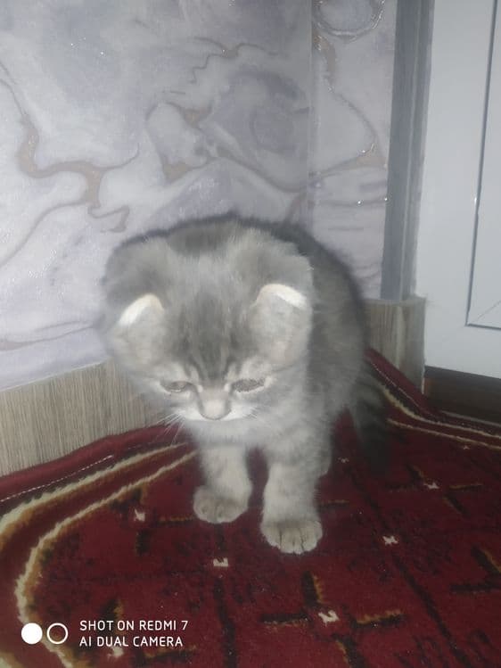 Продам породистый катят — 5