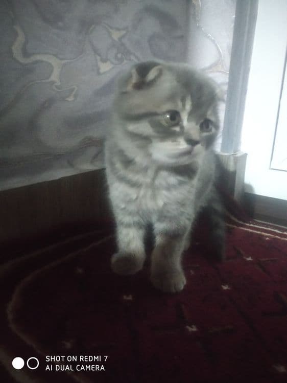 Продам породистый катят — 6