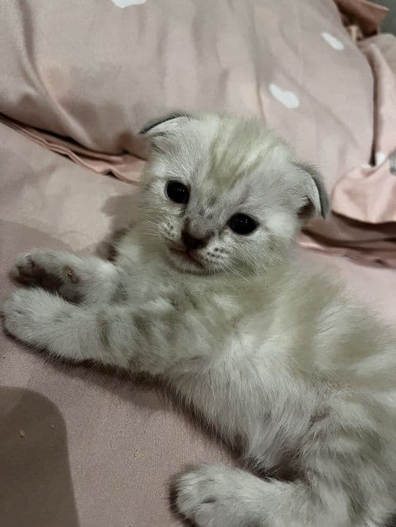 вислоухие котята от правильной вязки — 2