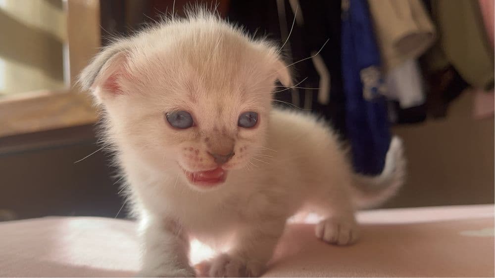 вислоухие котята от правильной вязки — 3