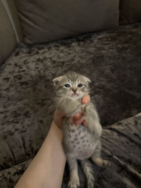вислоухие котята от правильной вязки — 4