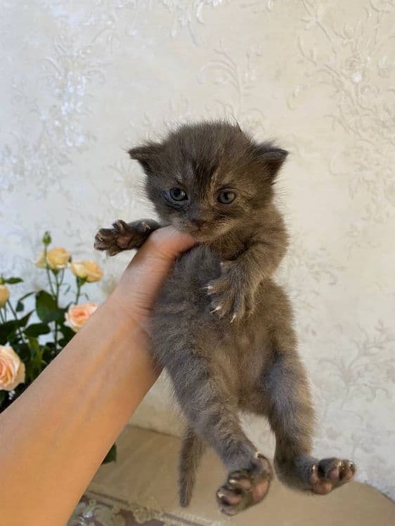 вислоухие котята от правильной вязки — 5
