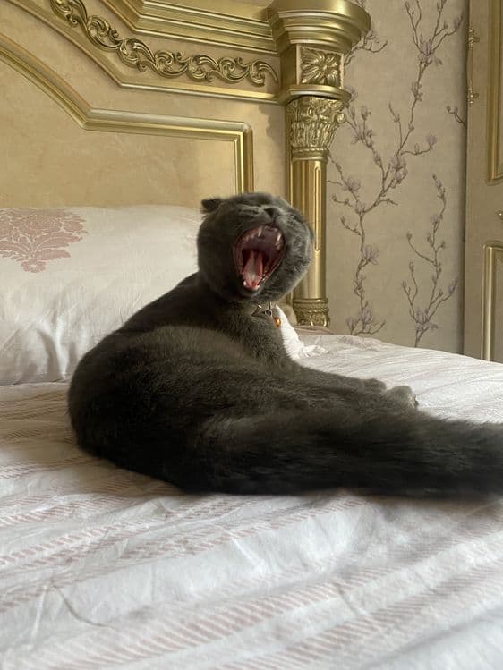 Scottish Fold  кошка — 2