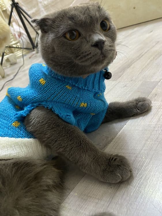 Scottish Fold  кошка — 3