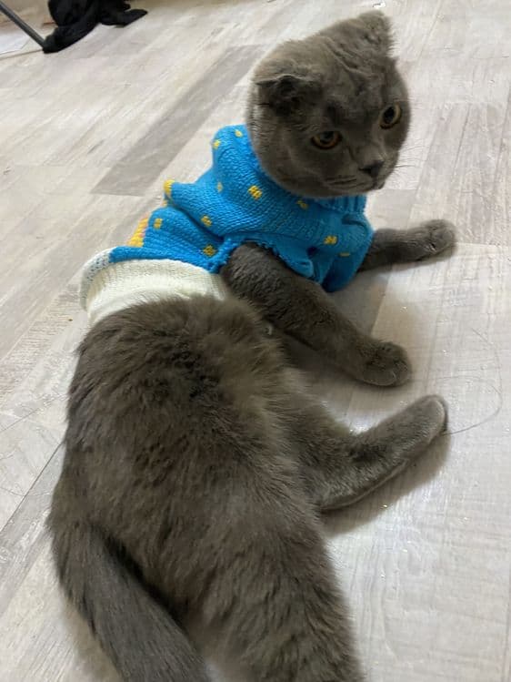 Scottish Fold  кошка — 4