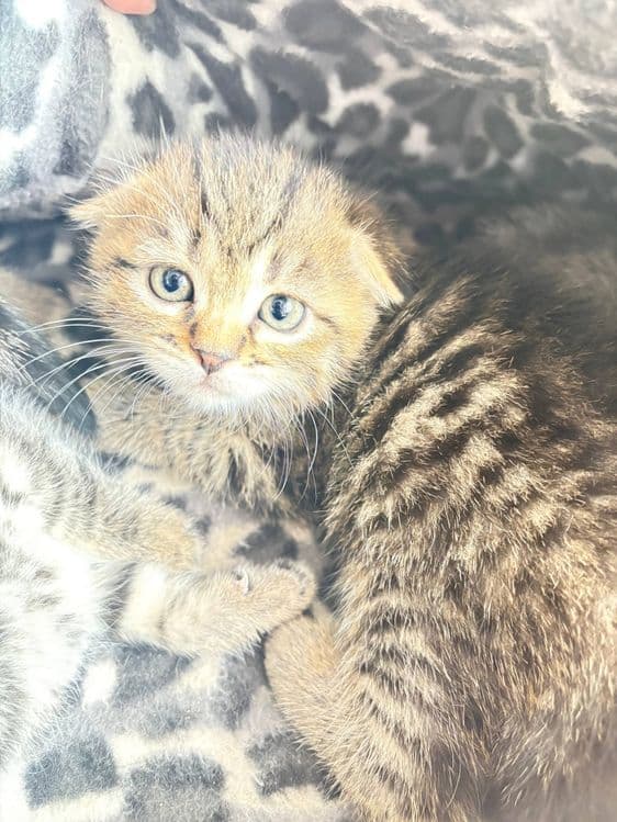 Вислоухие котята — 2