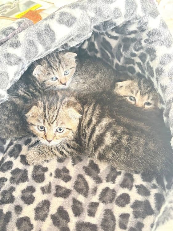 Вислоухие котята — 3