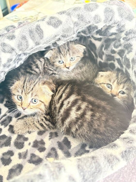 Вислоухие котята — 4