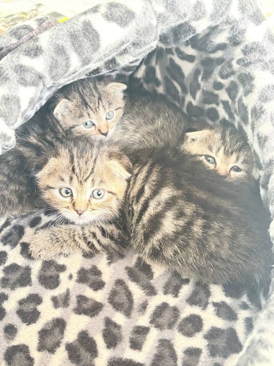 Вислоухие котята — 5