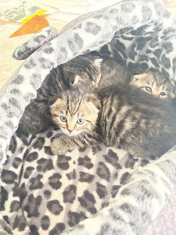 Вислоухие котята — 7