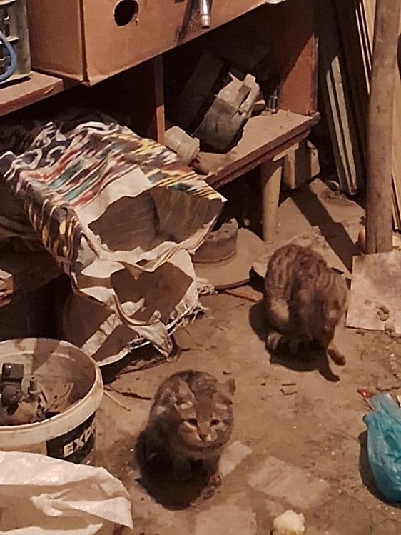 Три котята но незнаю породисты или — 3