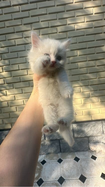 Продам котят породистые, мать Бирма отец британец — 1