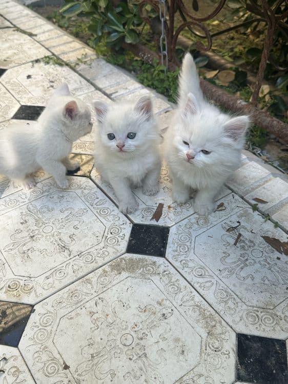 Продам котят породистые, мать Бирма отец британец — 3