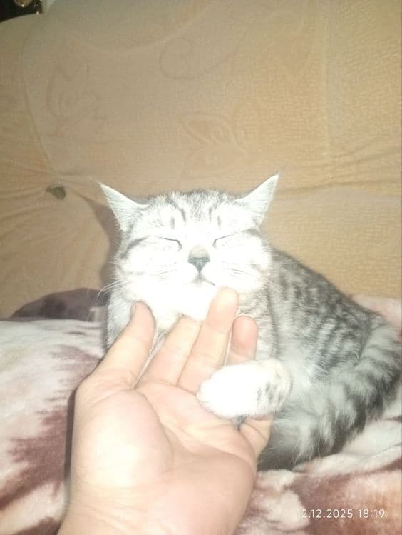 Она бола британские шингшила мушуклар сотилади — 4