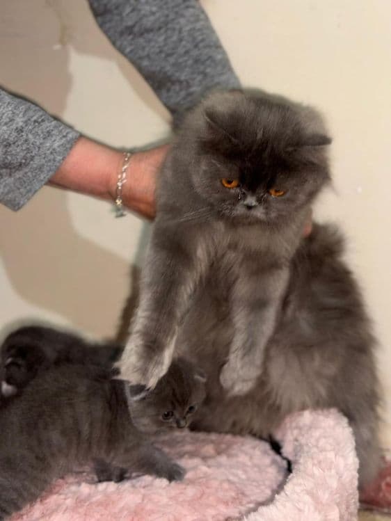 Продаются котята — 3