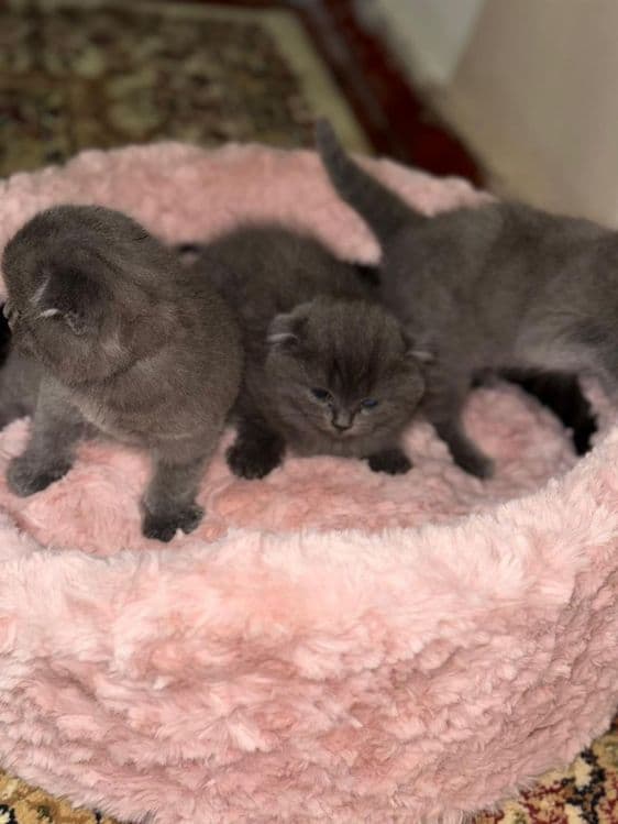 Продаются котята — 4