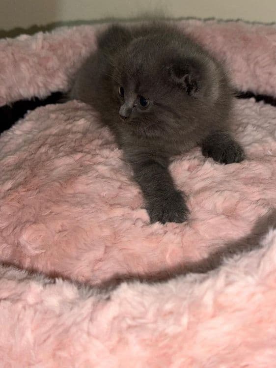 Продаются котята — 5