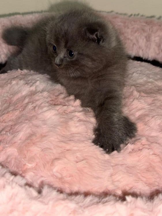 Продаются котята — 6