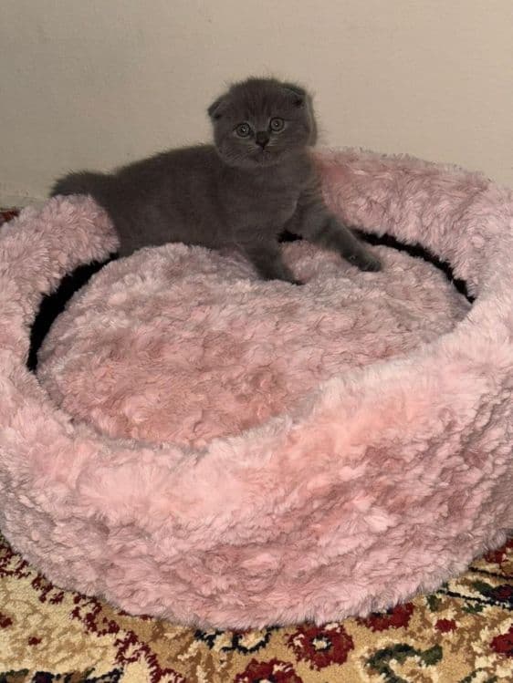 Продаются котята — 7