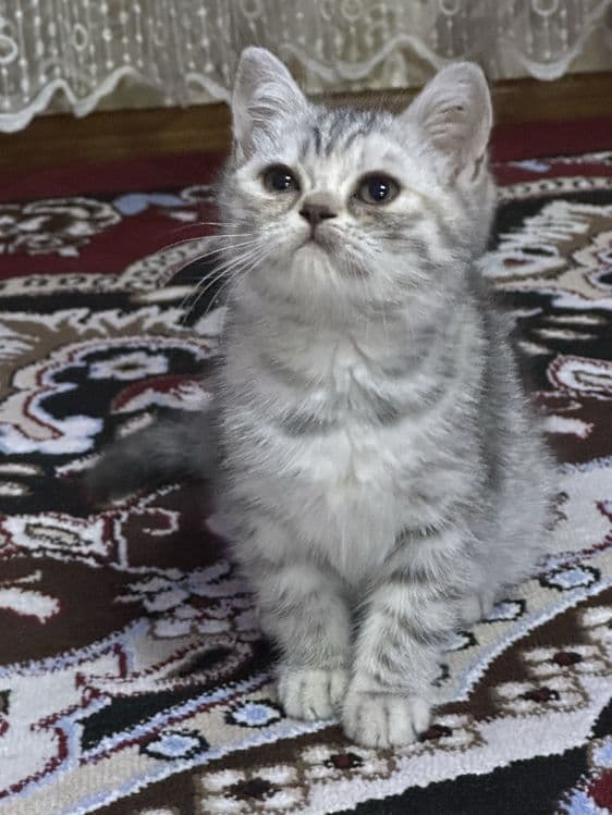 Mushukchalar, zotdor mushuk, mushuk bolachalari — 8