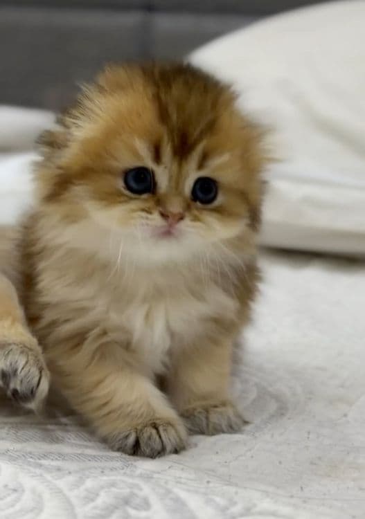 Скотиш фолд золотая шиншилла девочка — 5