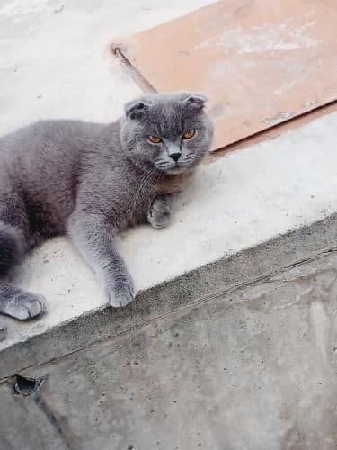 Mushuk honaki tarbiyalangan judayam ajoyib odamni tinchilantradi — 3