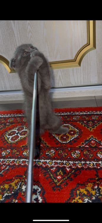 Британски Скотиш фолд Мушугимиз 8 ойлик Кизча — 2