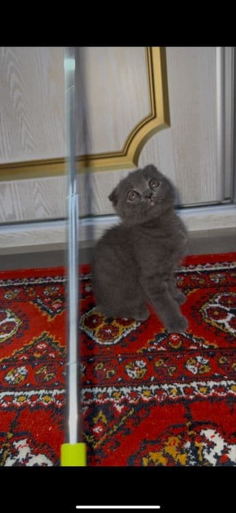 Британски Скотиш фолд Мушугимиз 8 ойлик Кизча — 3