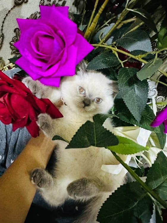 Продаю котёнка девочку — 2