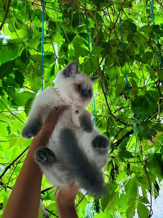 Продаю котёнка девочку — 3