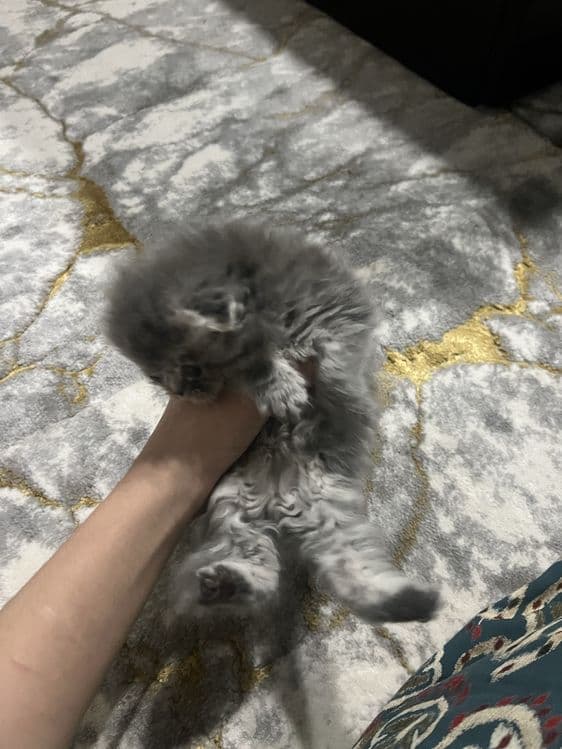 Qiz bola vislauxiy mushuk sotiladi 100$ — 2