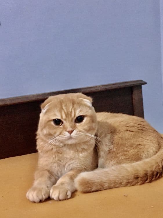 Vyazka scottish fold zolotoy shinchila — 2