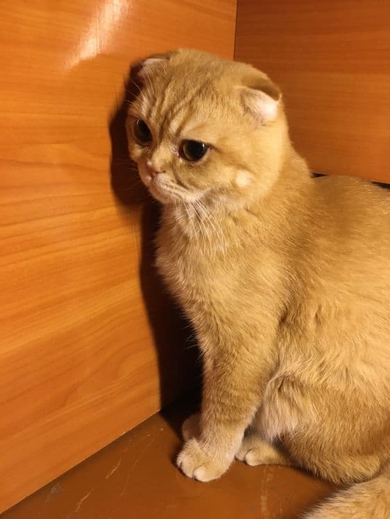 Vyazka scottish fold zolotoy shinchila — 3