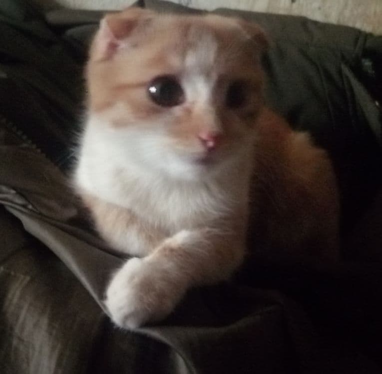 Продаётся Котик скотиш-фолд мальчик — 2