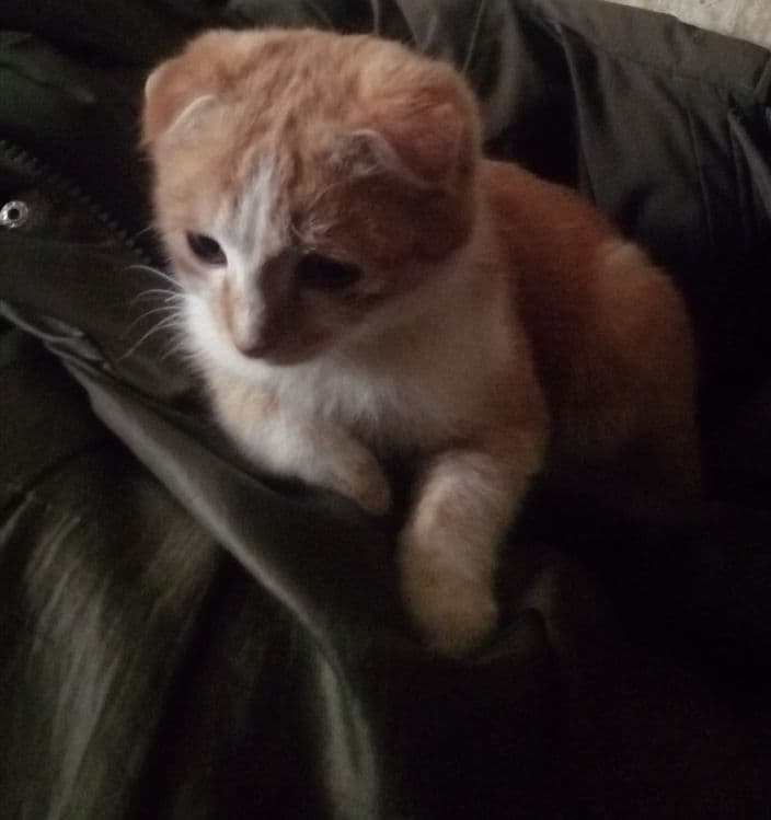 Продаётся Котик скотиш-фолд мальчик — 3