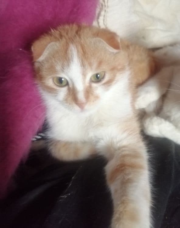 Продаётся Котик скотиш-фолд мальчик — 4