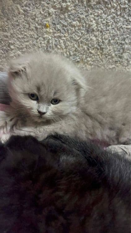 Породистые котята! — 1